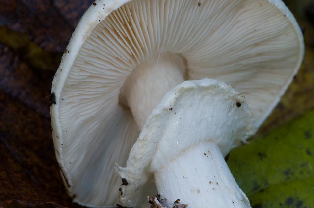 Limacella guttata